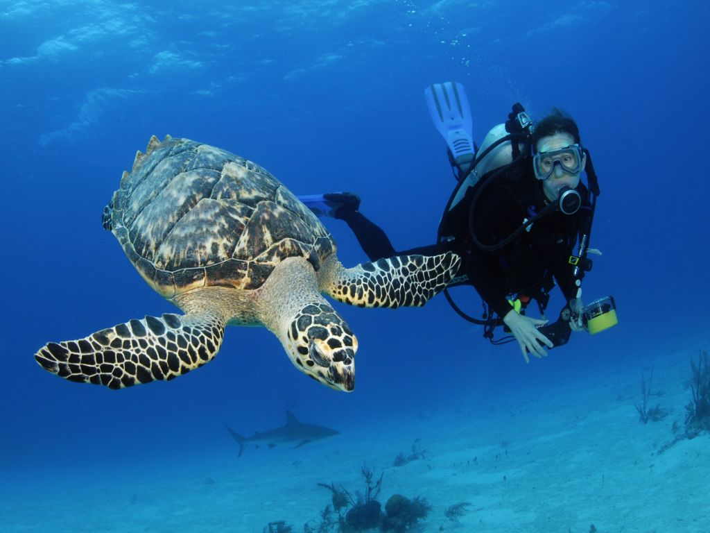 Abu Dabbab Egypt: Snorkeling with Turtles