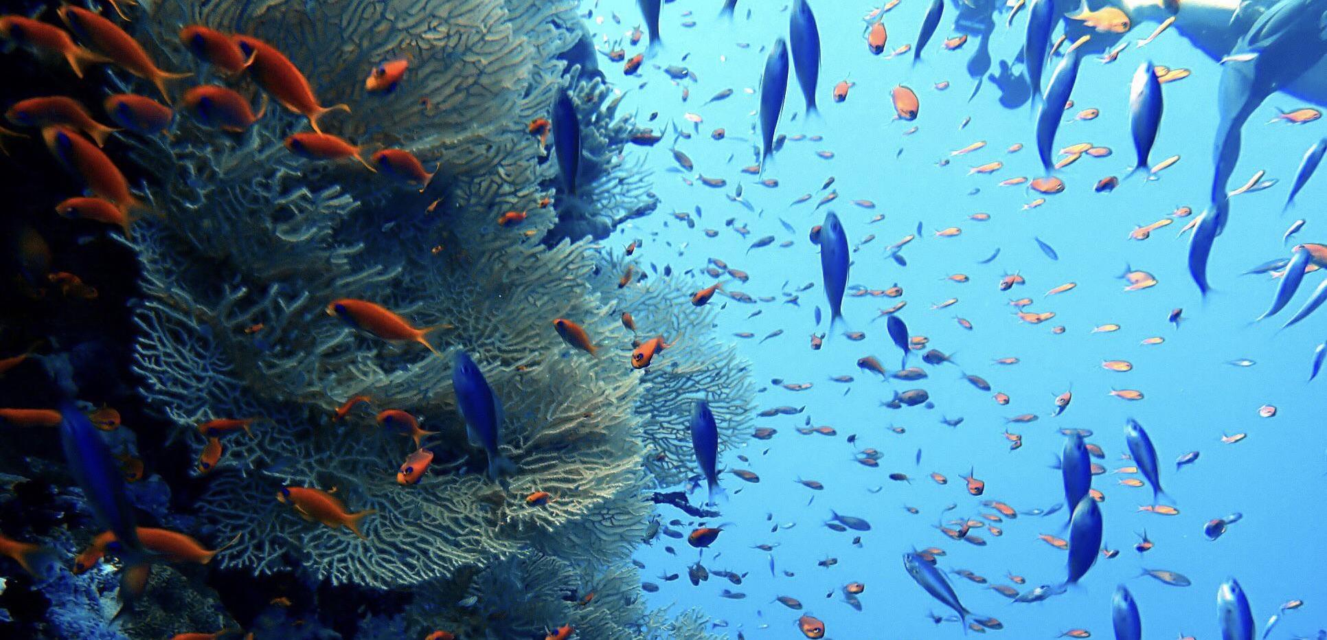 Elphinstone Reef in Marsa Alam